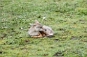 Ndutu Golden Jackal01